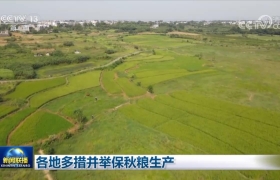 各地多措并举保秋粮生产