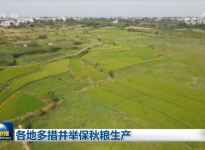 各地多措并举保秋粮生产