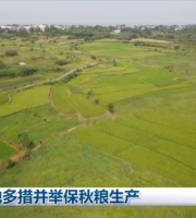 各地多措并举保秋粮生产