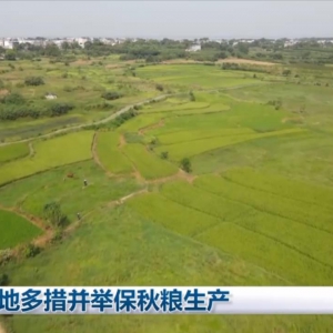 各地多措并举保秋粮生产
